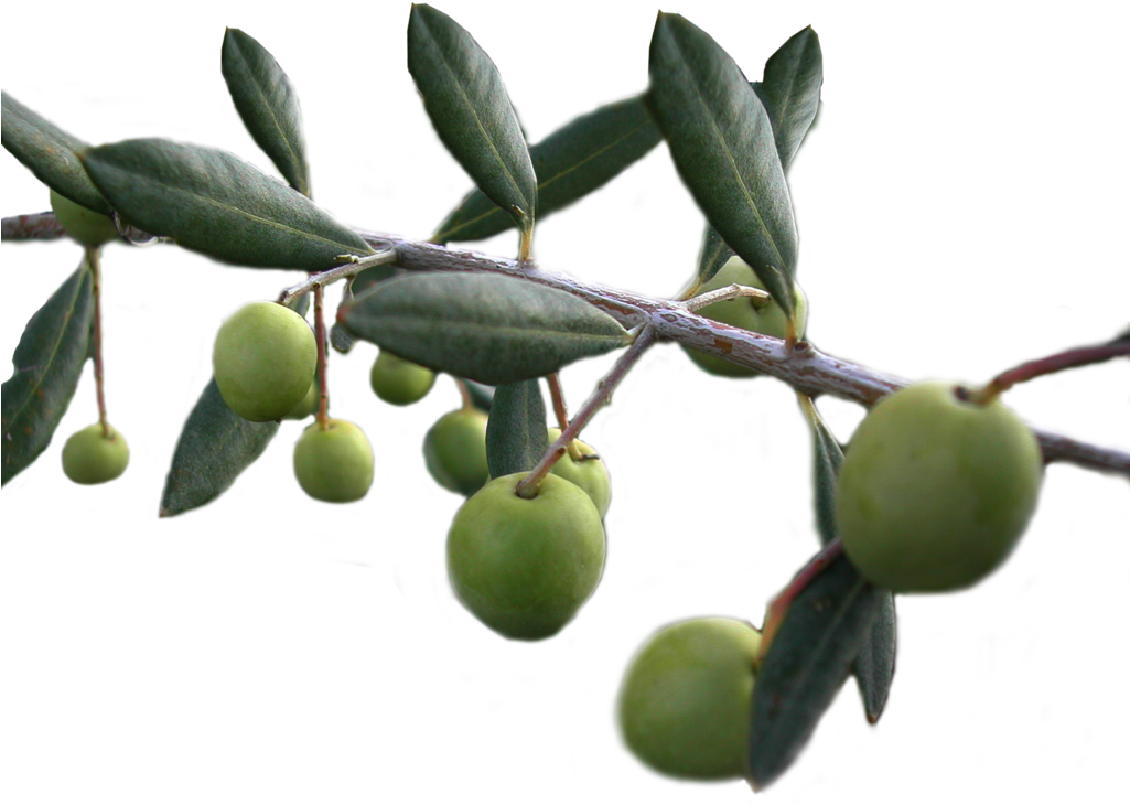 Olives Png Stock By Lubman Olives Png Stock By Lubman - Olives Png (1024x813)