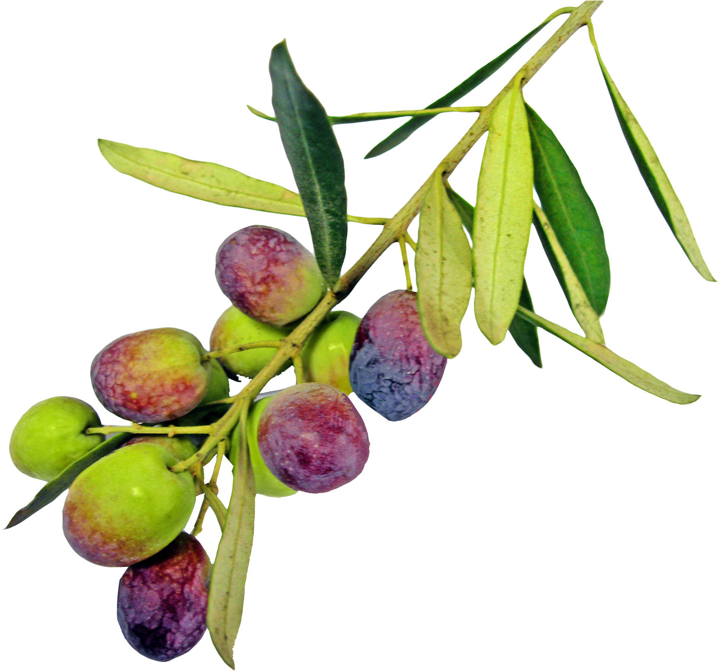 Olive Png Pic - Olive Oil (1603x1358)