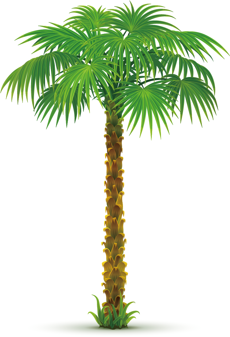 Arecaceae Tree Areca Palm Clip Art - Arecaceae Tree Areca Palm Clip Art (1181x1181)