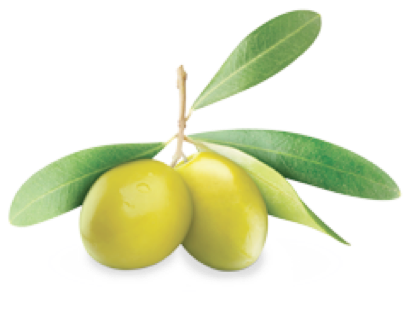 El Más Utilizado Actualmente Es La Reproducción Vegetativa - Olive Oil Leaf Png (404x311)