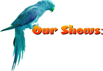 Our Shows - Television Show (447x305)