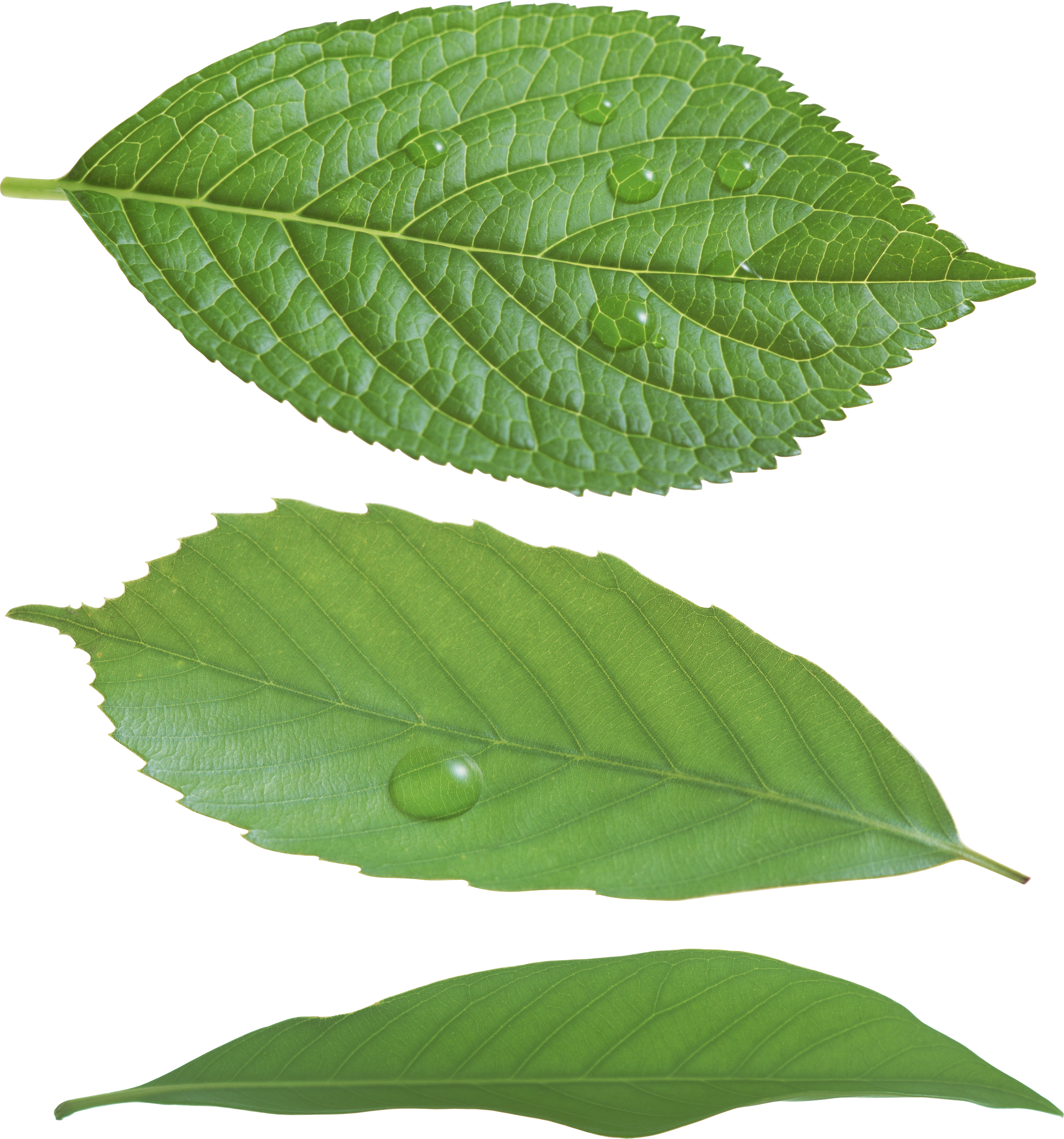 Green Leaf Png - Rose Leaves Transparent Background (2697x2887)