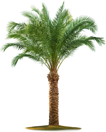 Yataypalm-big - Palm Tree White Background (423x573)