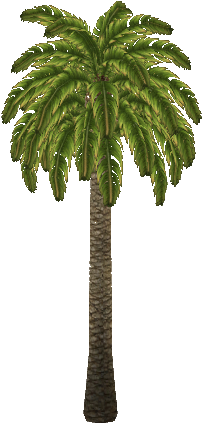 Canaryislanddatepalm Zeldamaniack - Attalea Speciosa (420x436)