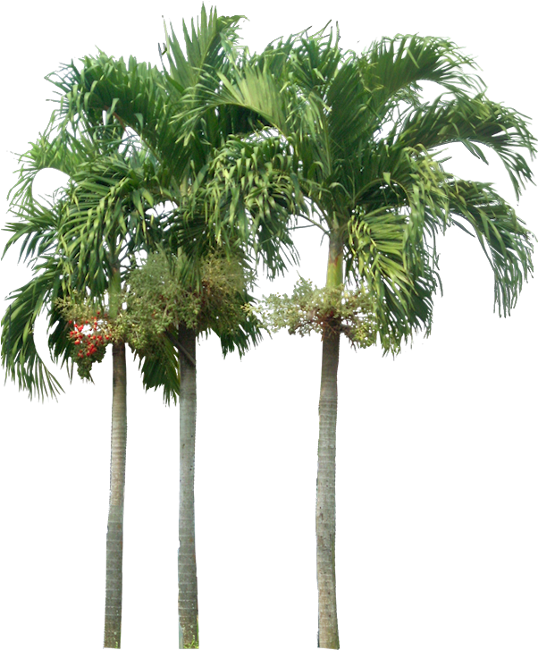 Tropical Plant Pictures - Palm Trees Elevation Png (636x727)