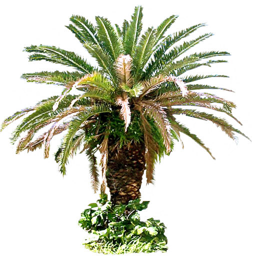 Arecaceae Tree Plant Sago - Canary Island Palm Png (512x512)