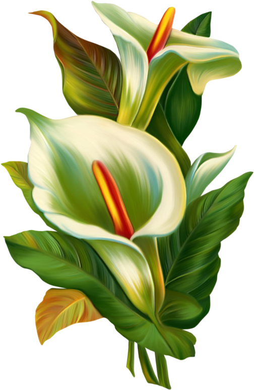 Draw - Saludos De Buenos Dias (529x800)