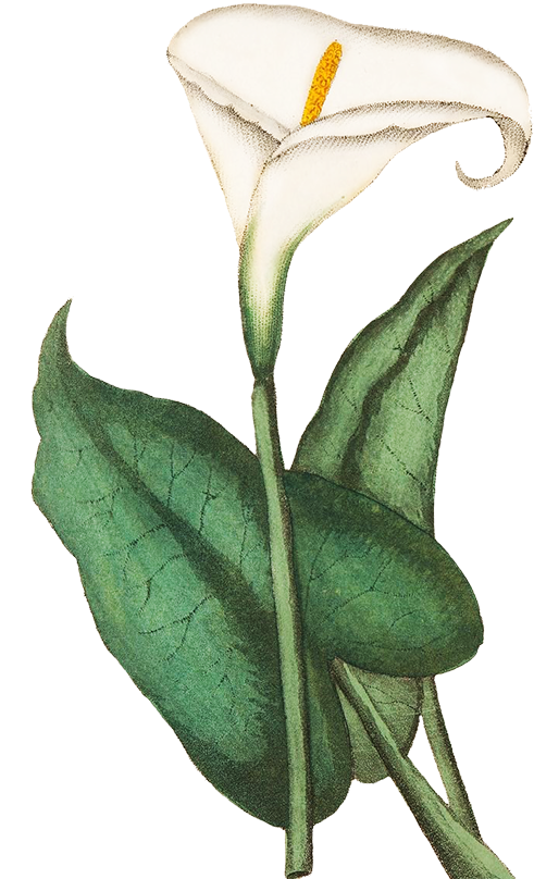 Greeting & Note Cards Drawing Flower Sketch - Greeting & Note Cards Drawing Flower Sketch (570x886)