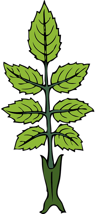 Peppermint Rose Svg - Draw A Mint Plant (360x720)