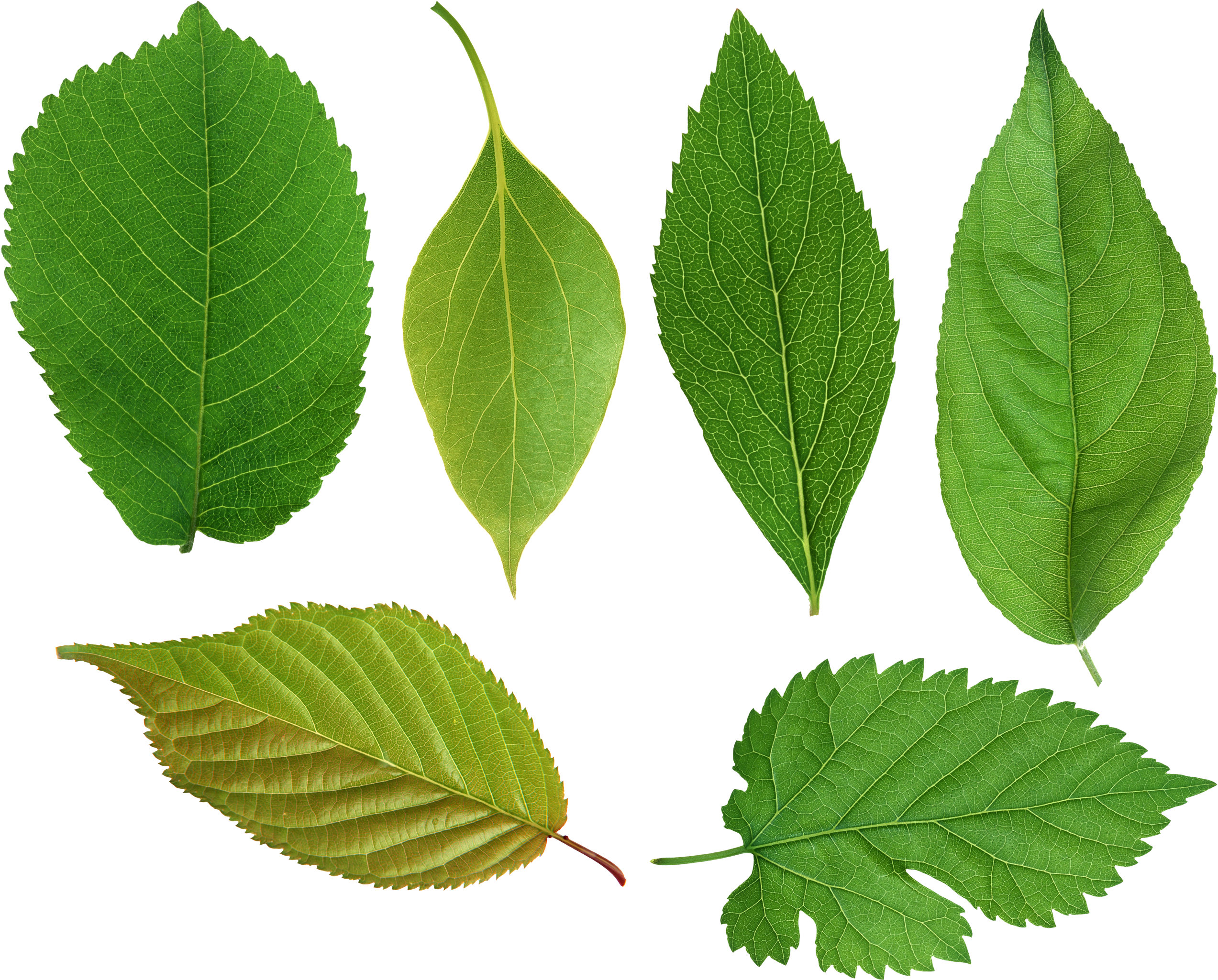 Green Leaves Png Images Free Download Pictures - Png Leaf (2663x2165)