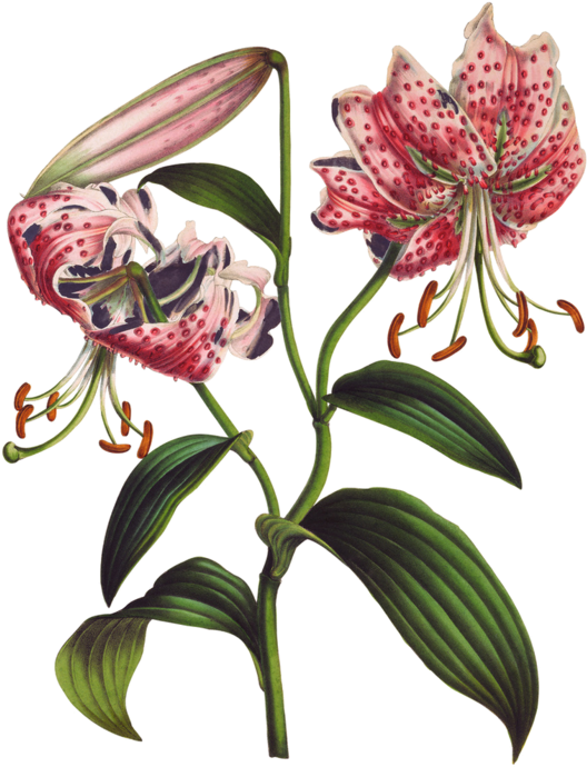 My Natural History: The Evolution Of A Gardener (600x800)