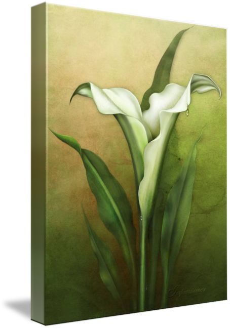 Share On Tumblr - Giant White Arum Lily (454x650)