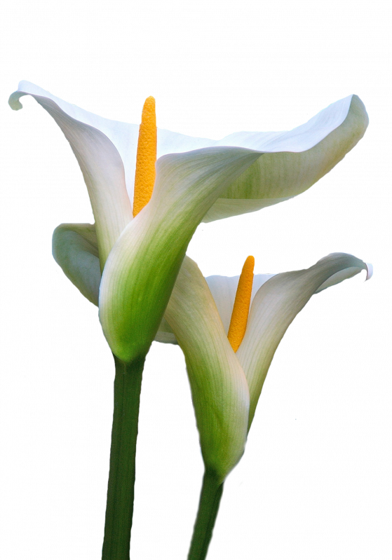 Marcos Gratis Para Fotos - Cala Flor Png (559x799)