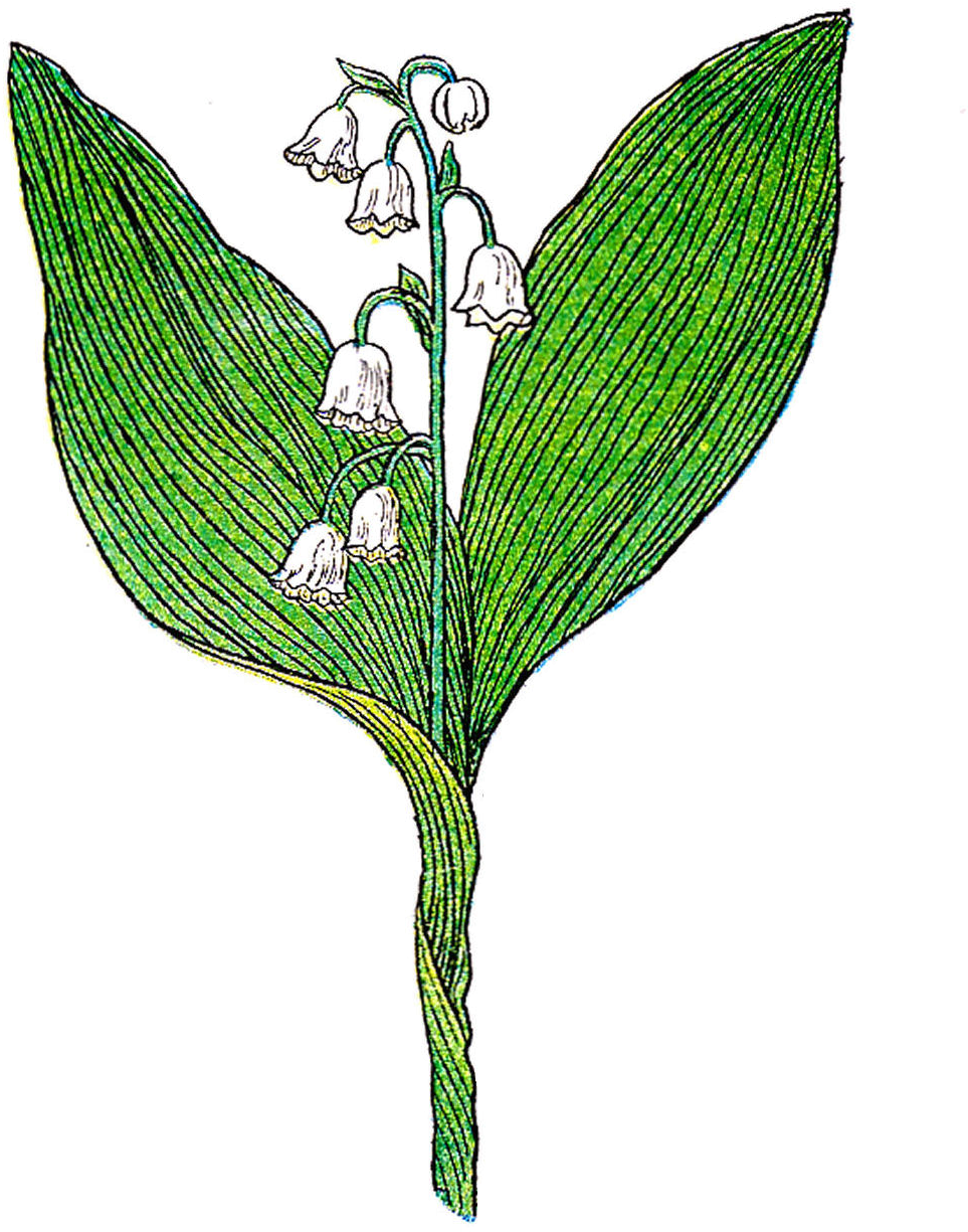Lily Of The Valley Botanical Illustration - Botanical Illustration (1162x1541)