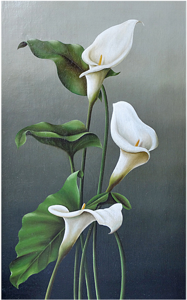 Still Life With Calla Lily Oil On Canvas - Arum (600x600)