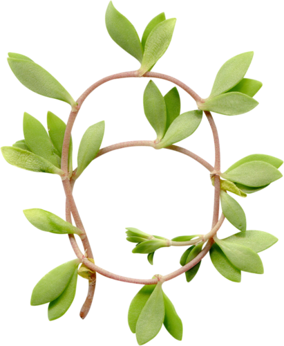 Mircliparta «bee Lilacssent El34 » На Яндекс - Mock Orange (411x500)