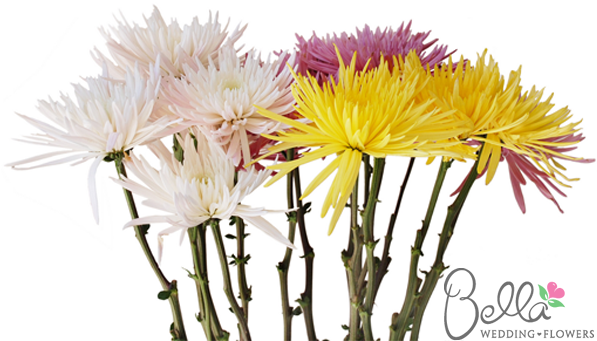 Sleek, Elongated Petals Unfurl From The Center Of The - Wedding (600x567)