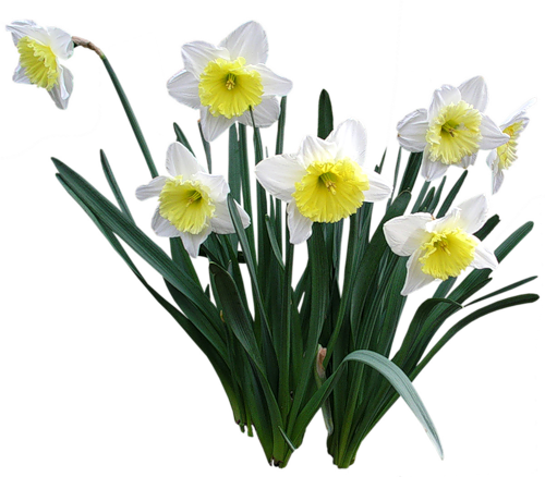 Narcyzy I Margaretki - Plantas Con Flores Photoshop (500x438)