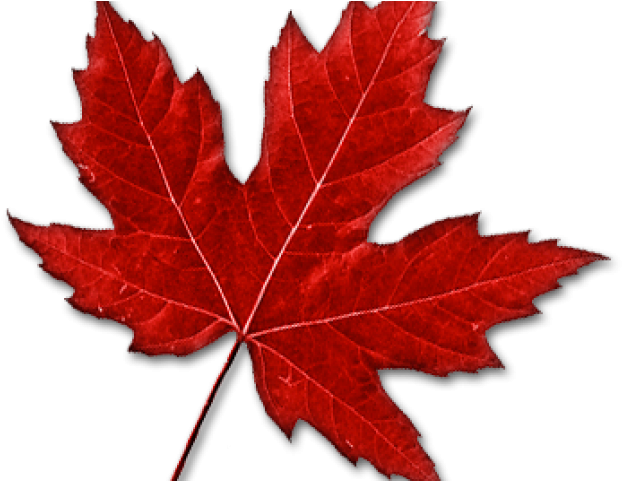 Images Of Maple Leaf - Canadian Maple Leaf Transparent (640x480)