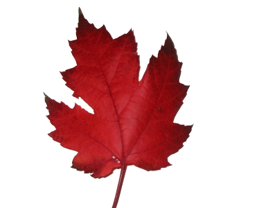 Start Your New Beginning In Canada - Battle Darth Vader Stormtroopers At-at 30x20 Framed (400x300)