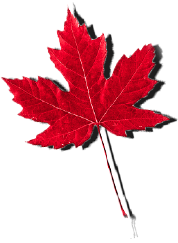 Abortion In Canada - Maple Leaf Fall Canada Tree Fan Gift T Shirt (512x512)