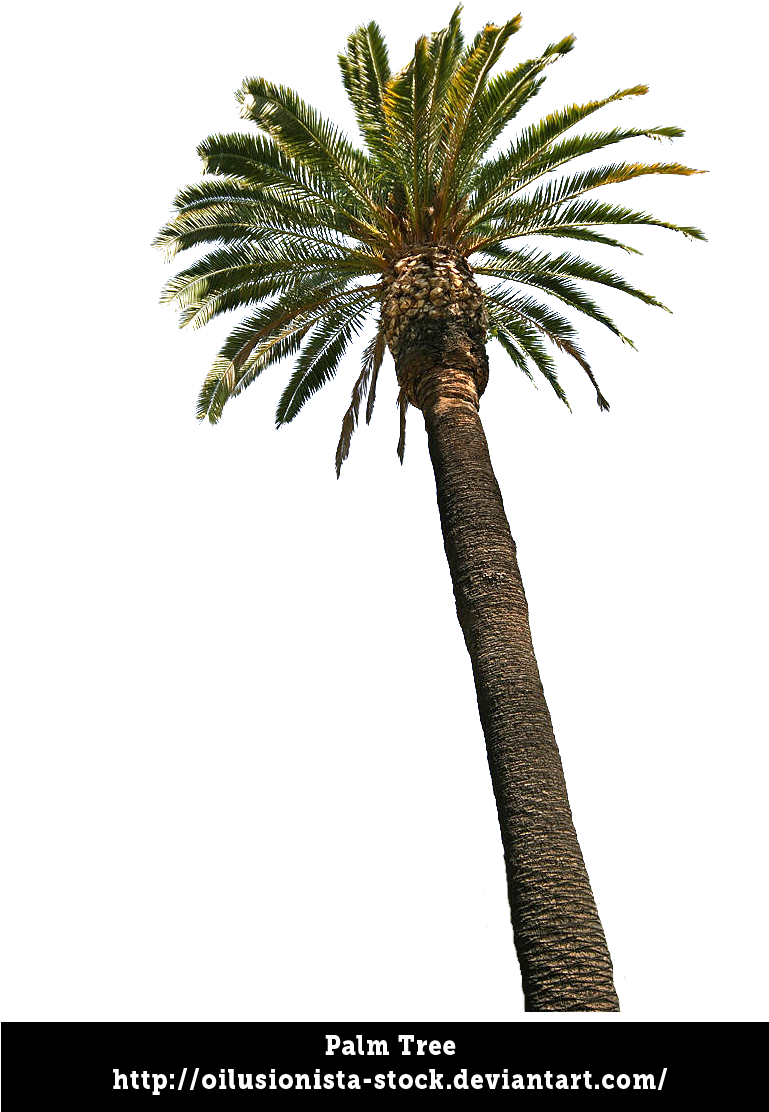 Palm Tree By Oilusionista Stock - Land Of Ohara (768x1124)