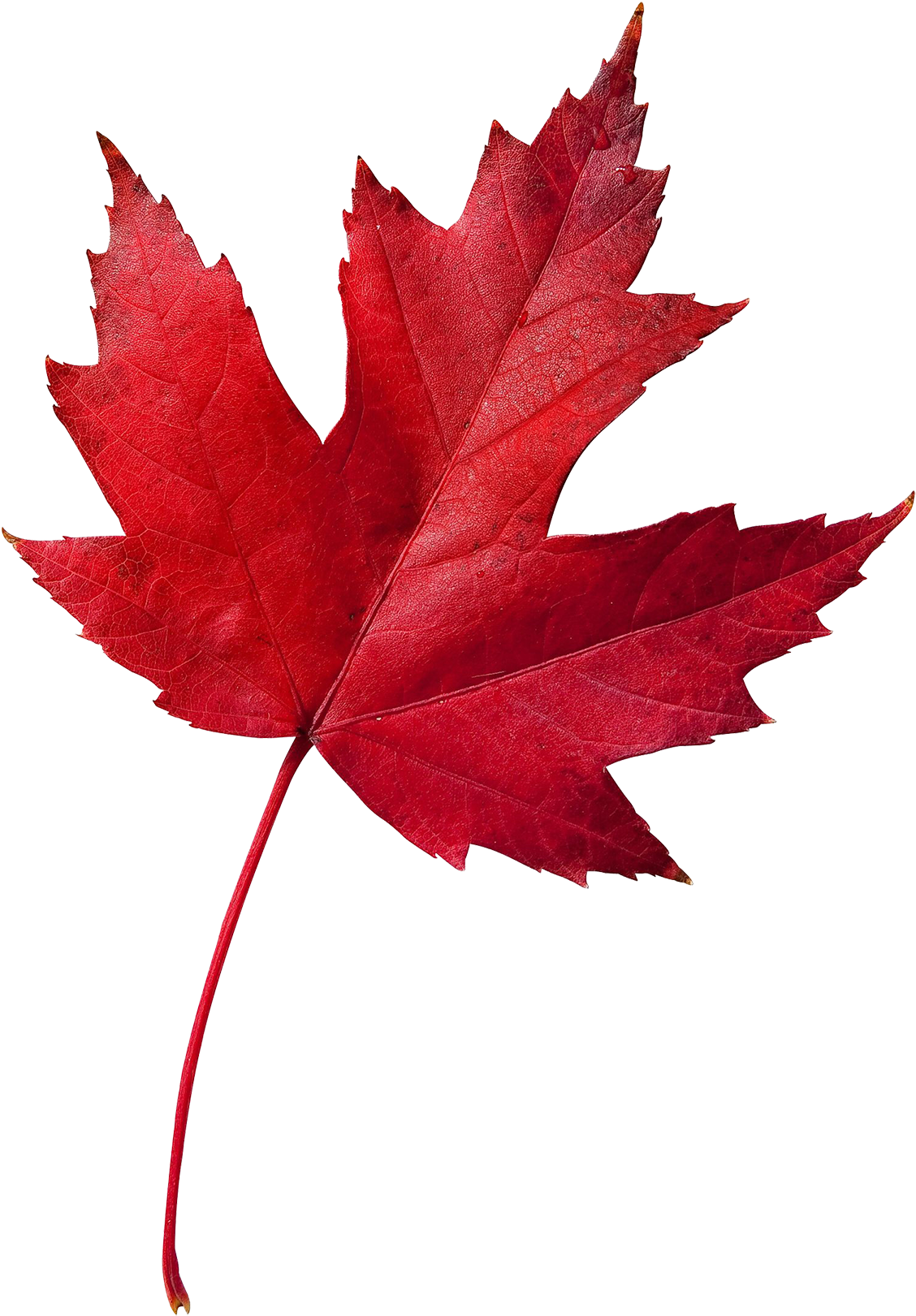 Your Business Is Important To Us And We Appreciate - Canada Symbol Maple Leaf (1200x1650)