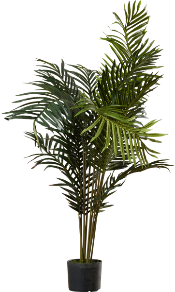 Black Hammock Palm Tree With Pot By Beachcrest Home - Palm Trees (600x600)
