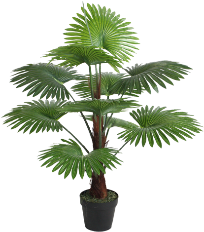 Fan Palm 95cm - Fan Palm Png (500x500)