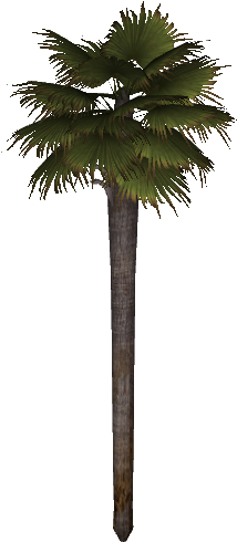 Mexican Washingtonia Palm - Mexican Fan Palm (500x500)