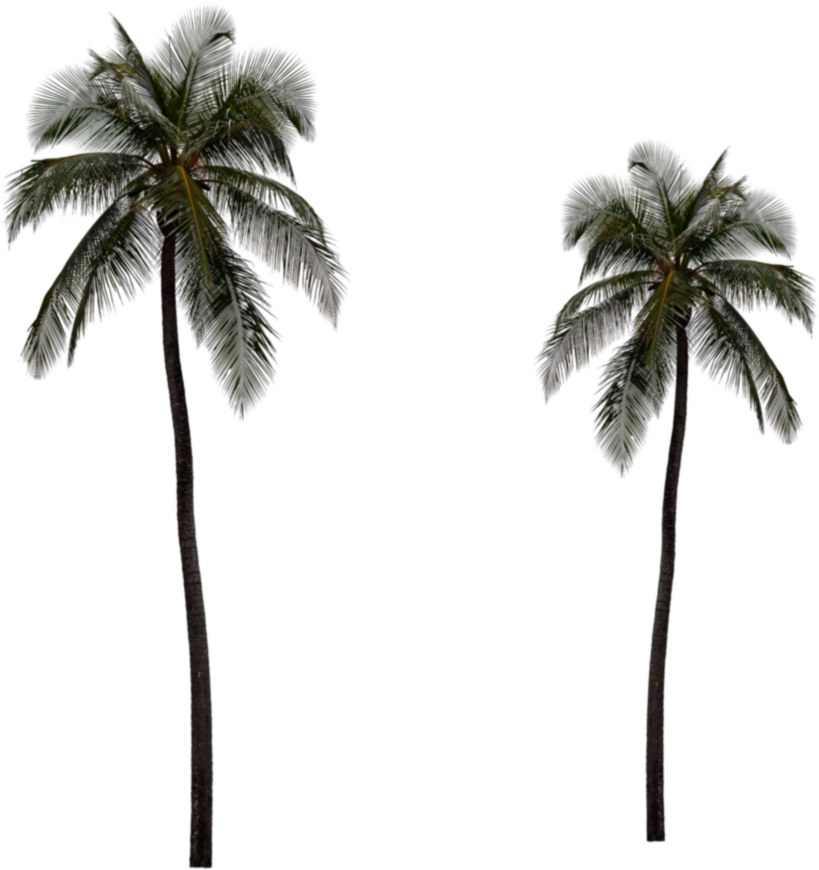 The Gallery For > Real Palm Tree Png - Long Palm Tree (2000x2350)
