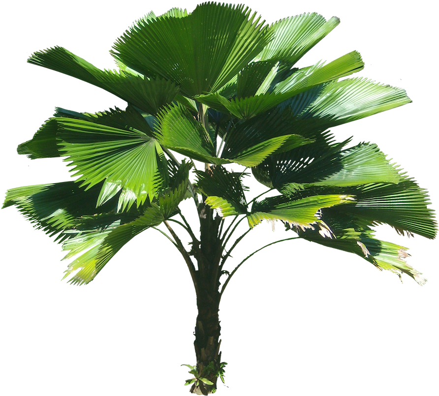 Licuala Grandis Ruffled Fan Palm - Licuala Grandis Png (900x821)