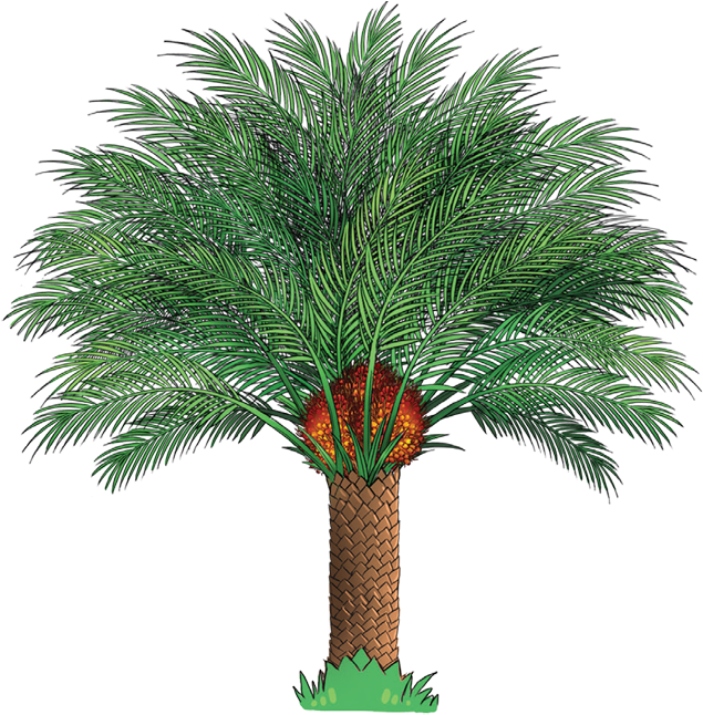 2b - Oil Palm Tree Png (738x681)