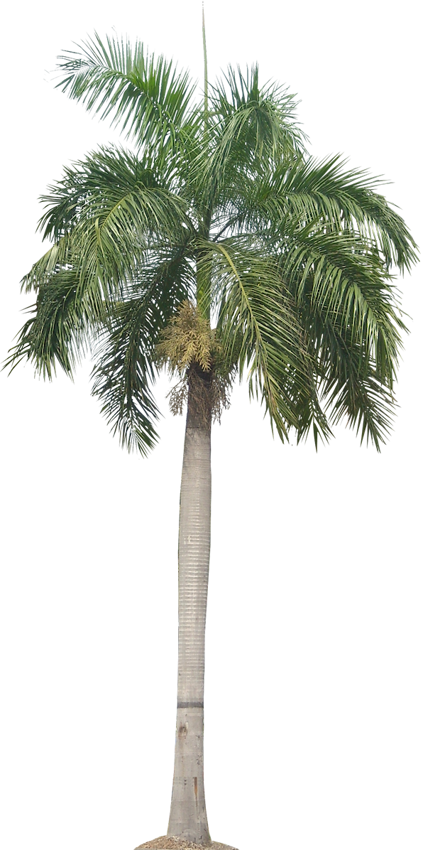 Royal Palm - Roystonea Regia Png (596x1196)