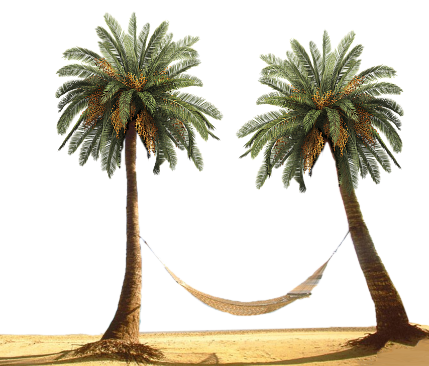 Palm Tree By Designway24 - Palm Tree Beach Png (854x730)