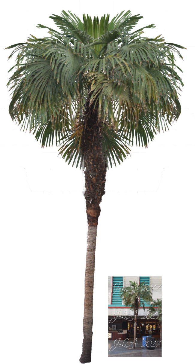 Palm Tree Png Stock By Mom-espeace - Palm Trees (650x1230)
