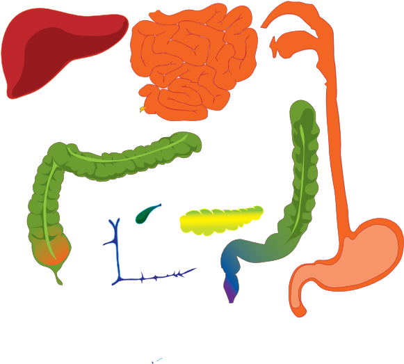Digestive System Clipart Png (600x534)