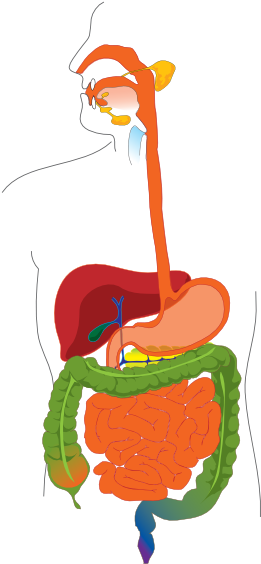 Human Digestive System Diagram (324x594)