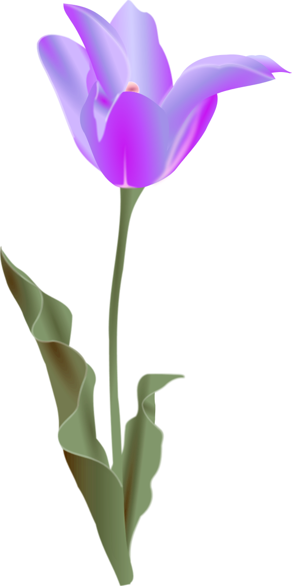 Vector Clip Art - Tulip Clip Art (600x1204)