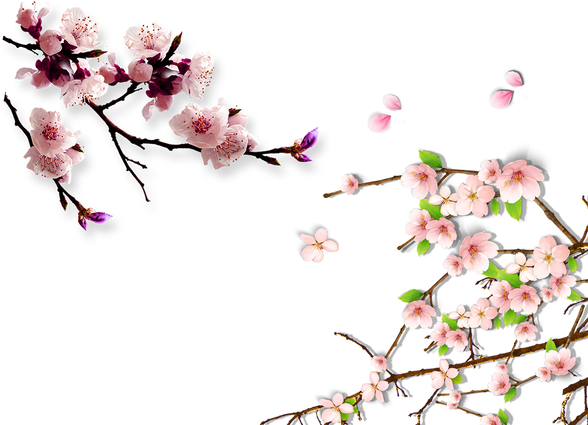 Lucerne China Cherry Blossom Hanami Plum Blossom - Cherry Blossoms Background Png (1198x888)