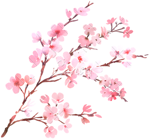 Download Cherry Blossom High Quality Png - Watercolor Cherry Blossom Png (550x505)