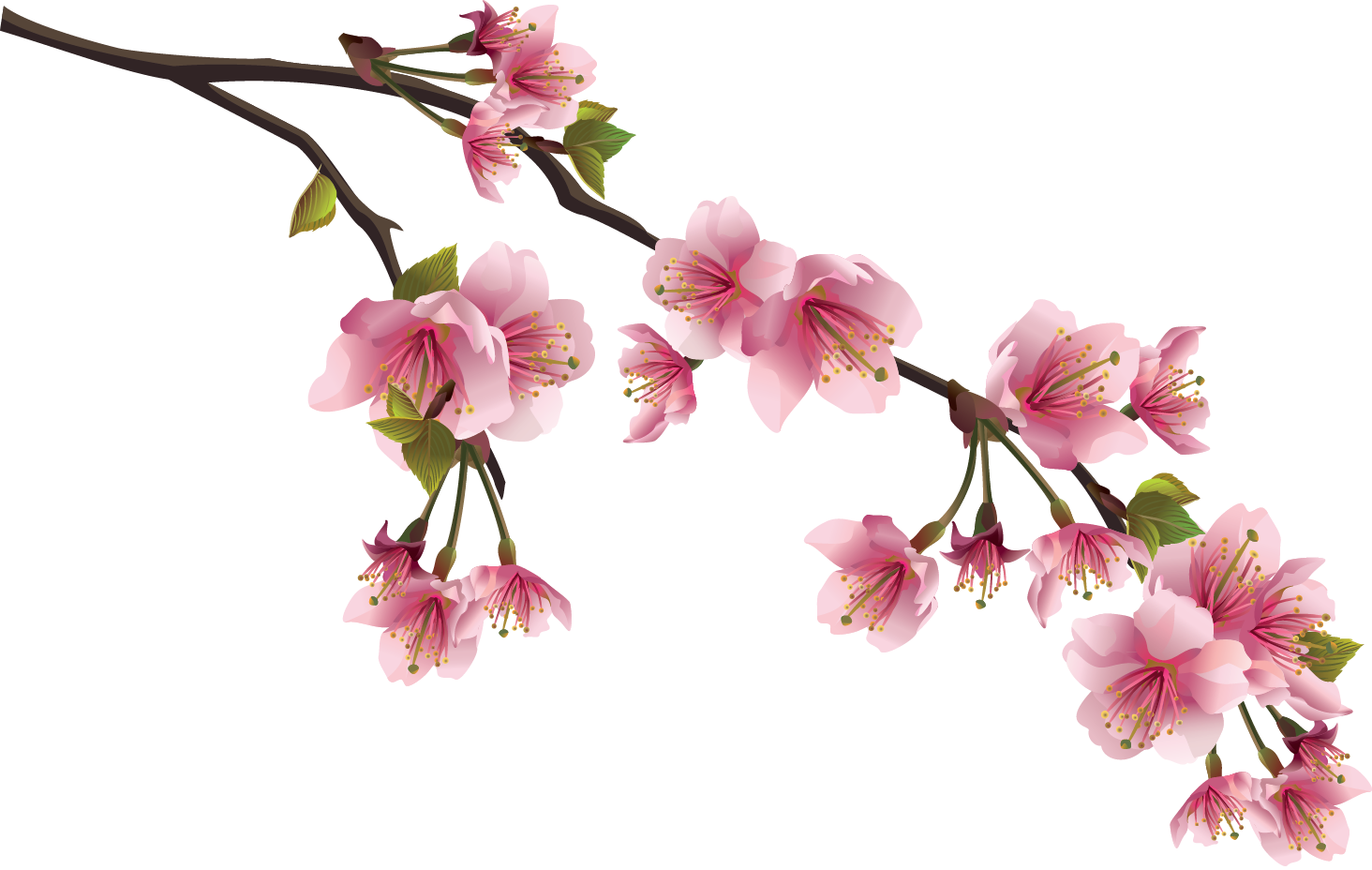 Sakura Png Image With Transparent Background - Rami Di Ciliegio Disegno (1464x928)