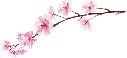 Sakura Png Image With Transparent Background - Garnier Sakura White Pinkish Radiance Gentle Cleansing (530x241)