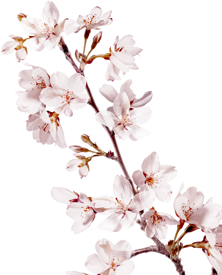Sakura Png Background Image - Petal (922x1024)