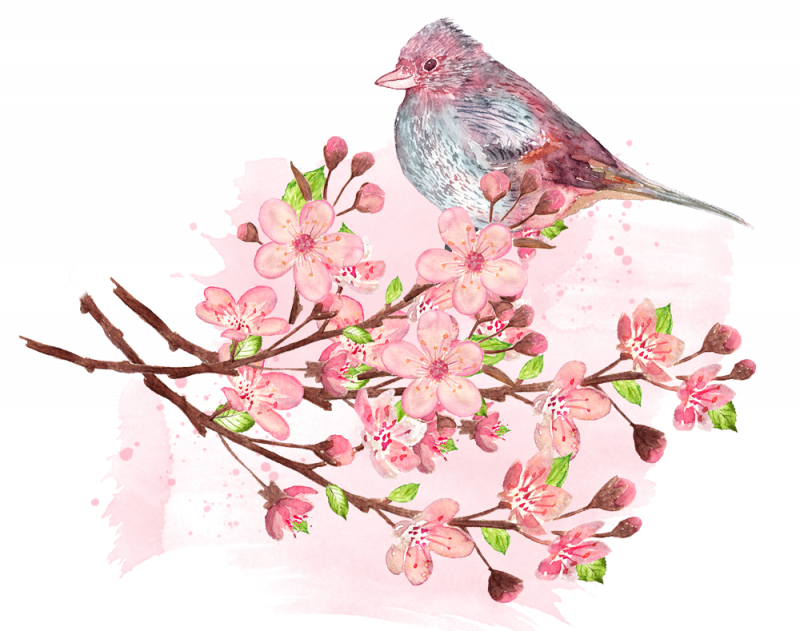 Tips For Cherry Blossom Viewing - Bird (800x631)