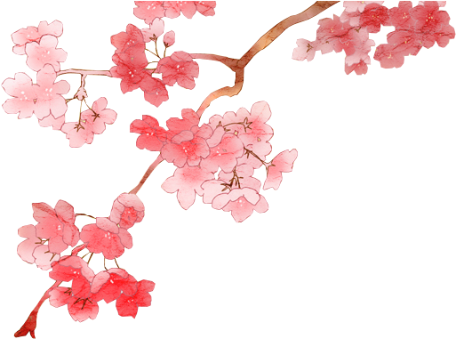 Best Cherry Blossom Png Clipart - Cherry Blossom Png Transparent (531x392)