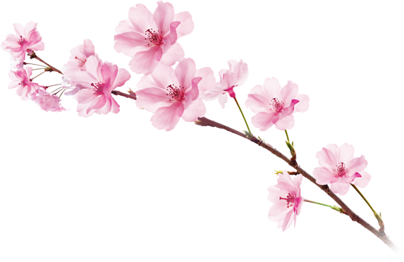 Sakura Png Image With Transparent Background - Garnier Sakura White Pinkish Radiance Gentle Cleansing (573x372)
