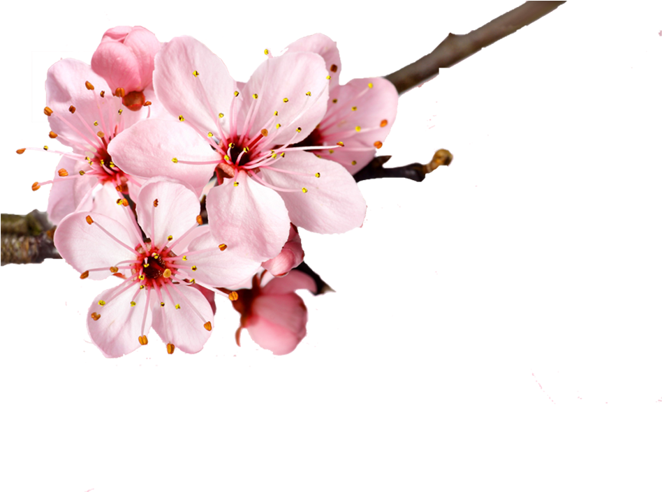 Cherry Blossom Flower Petal - Cherry Blossom Flowers No Background (950x950)