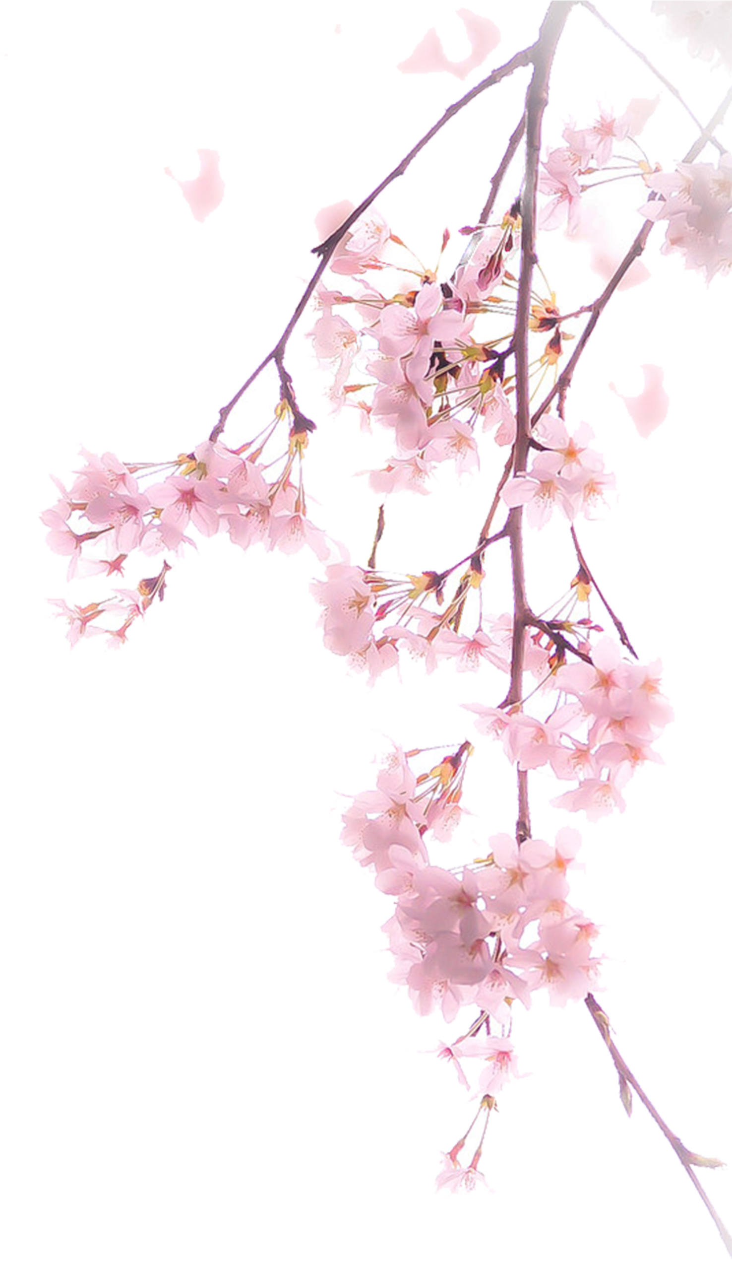The Branch Of Cherry Blossoms, Png V - Cherry Blossom Illustration Png (1629x2728)