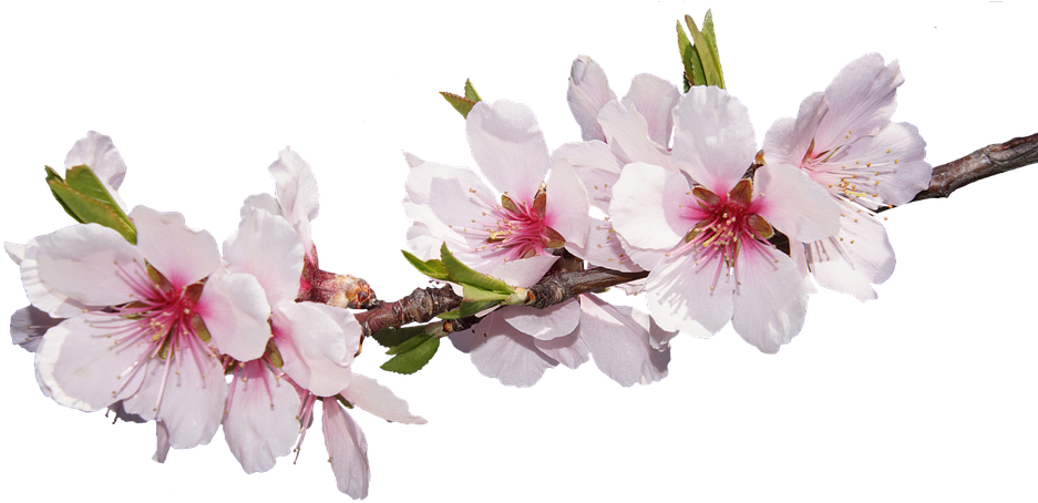 Sakura Png Image With Transparent Background - Almond Flower Png (960x482)
